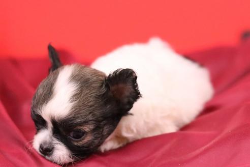 成約済の愛知県のチワワ(ロングコート)-48679の4枚目