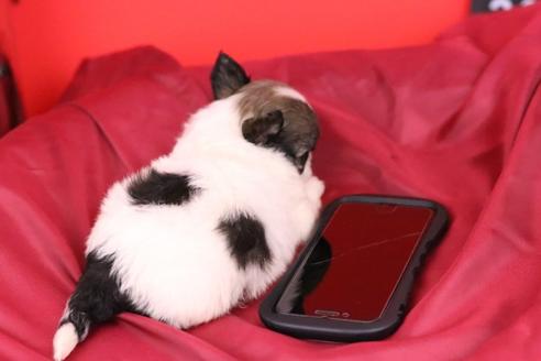 成約済の愛知県のチワワ(ロングコート)-48679の1枚目