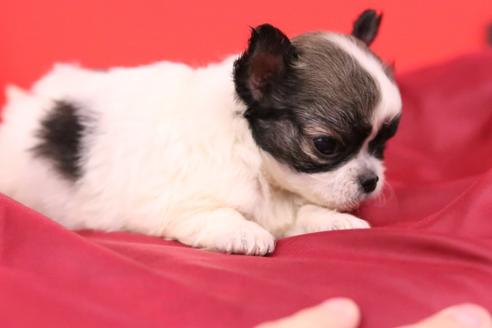 成約済の愛知県のチワワ(ロングコート)-48679の2枚目