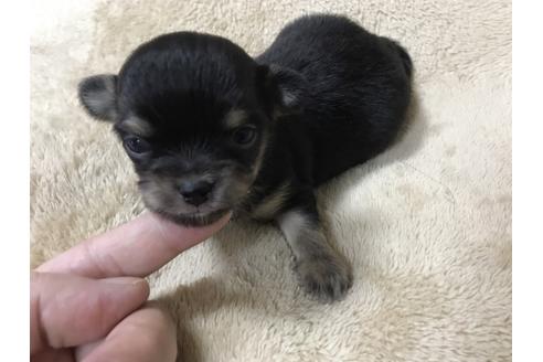 成約済の千葉県のチワワ(ロングコート)-49903の3枚目