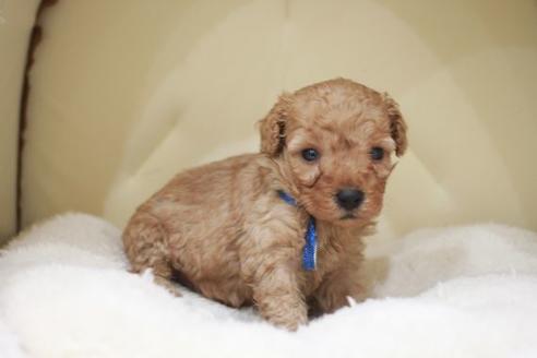 成約済の滋賀県のトイプードル-49908の3枚目