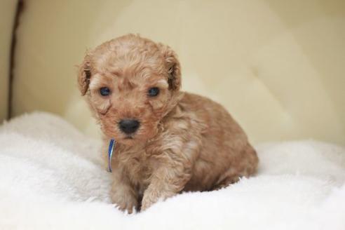 成約済の滋賀県のトイプードル-49908の2枚目