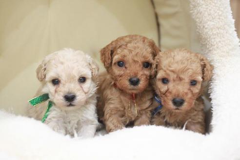 成約済の滋賀県のトイプードル-49908の1枚目