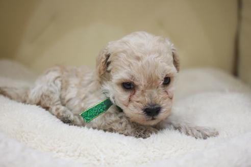 成約済の滋賀県のトイプードル-49912の3枚目