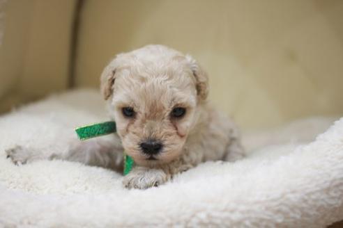 成約済の滋賀県のトイプードル-49912の2枚目