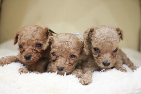 成約済の滋賀県のトイプードル-49917の5枚目