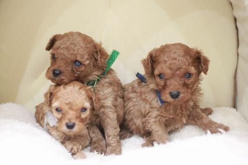 成約済の滋賀県のトイプードル-49921の5枚目