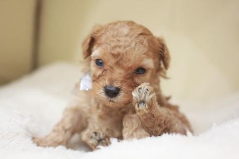 成約済の滋賀県のトイプードル-49922の3枚目