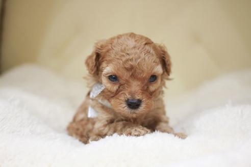 成約済の滋賀県のトイプードル-49922の2枚目