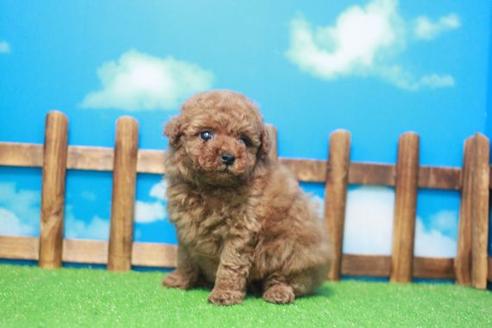 成約済の滋賀県のトイプードル-49177の4枚目