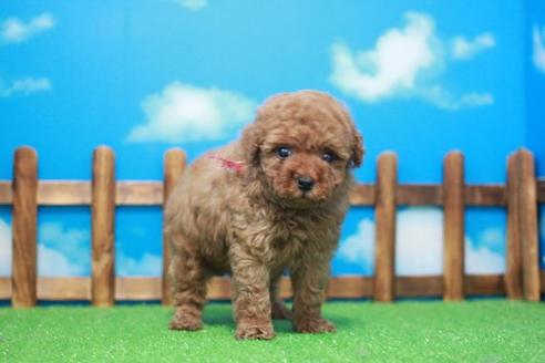 成約済の滋賀県のトイプードル-49177の3枚目