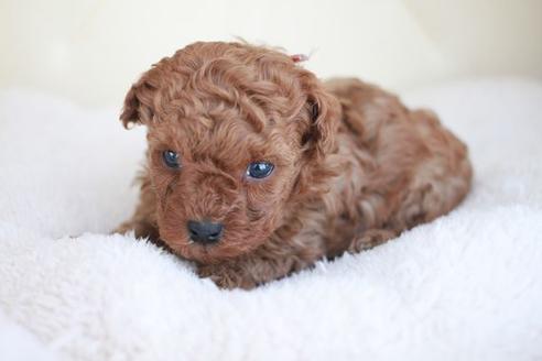 成約済の滋賀県のトイプードル-49177の2枚目