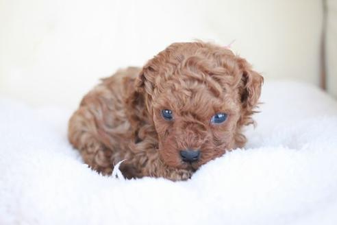 成約済の滋賀県のトイプードル-49177の1枚目