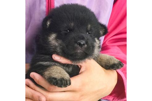 成約済の愛知県の柴犬-49573の1枚目