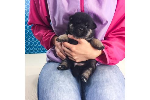 成約済の愛知県の柴犬-49573の2枚目