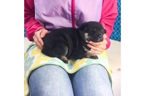 成約済の愛知県の柴犬-49573の3枚目