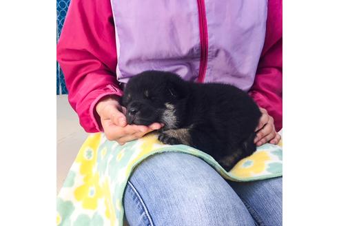 成約済の愛知県の柴犬-49573の4枚目