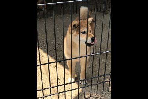 成約済の広島県の柴犬-50006の2枚目