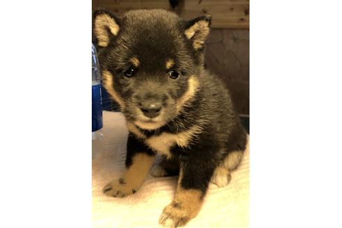 成約済の大分県の豆柴-50007の2枚目
