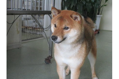 成約済の岡山県の豆柴-36714の2枚目