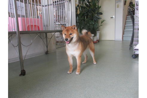 成約済の岡山県の豆柴-36714の1枚目