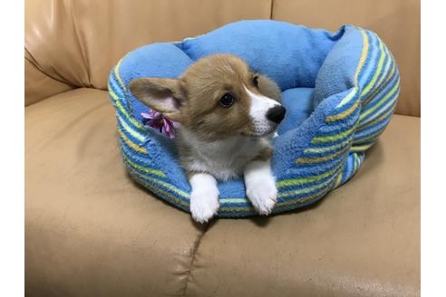 成約済の栃木県のウェルシュコーギーペンブローク-48829の1枚目