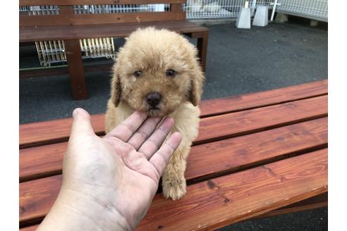 成約済の青森県のミディアムプードル-50095の5枚目
