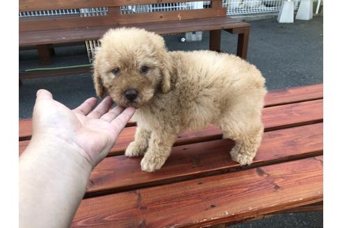 成約済の青森県のミディアムプードル-50095の3枚目