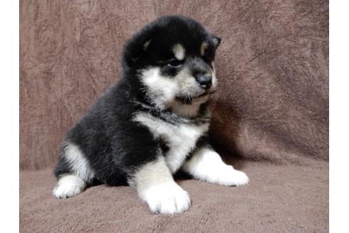 成約済の栃木県の柴犬-50122の5枚目