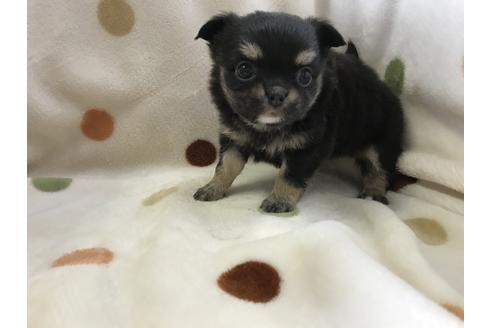 成約済の岐阜県のチワワ(ロングコート)-50126の3枚目