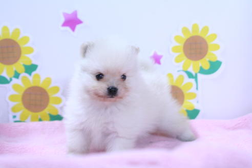 成約済の京都府のポメラニアン-50145の4枚目