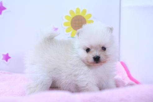 成約済の京都府のポメラニアン-50145の3枚目