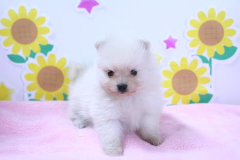 成約済の京都府のポメラニアン-50145の2枚目