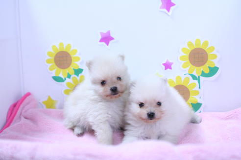 成約済の京都府のポメラニアン-50145の1枚目