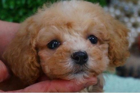 成約済の京都府のティーカッププードル-48625の3枚目