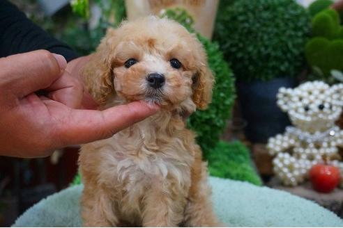 成約済の京都府のティーカッププードル-48625の2枚目