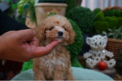 成約済の京都府のティーカッププードル-48625の1枚目