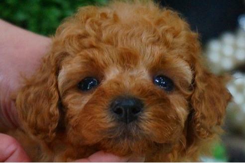 成約済の京都府のティーカッププードル-49361の3枚目