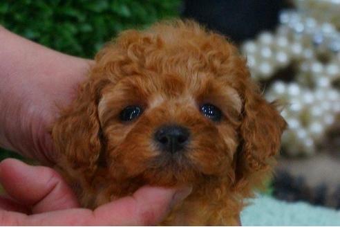 成約済の京都府のティーカッププードル-49361の2枚目