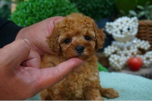 成約済の京都府のティーカッププードル-49361の1枚目