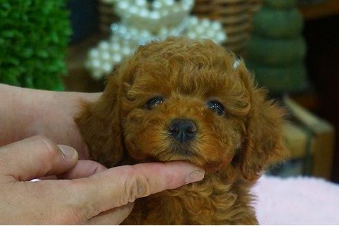 成約済の京都府のタイニープードル-50149の3枚目