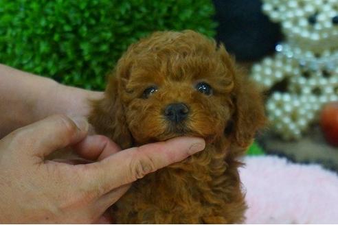 成約済の京都府のタイニープードル-50149の2枚目