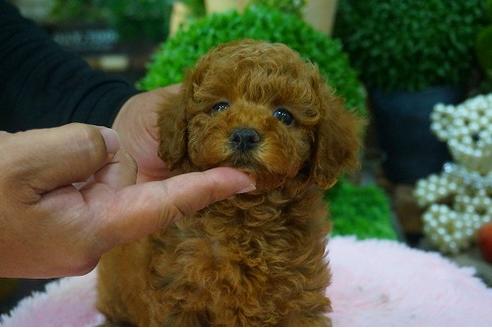 成約済の京都府のタイニープードル-50149の1枚目