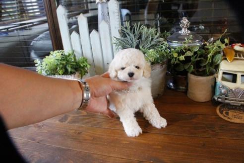 成約済の埼玉県のトイプードル-50178の5枚目