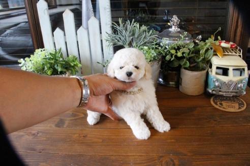 成約済の埼玉県のトイプードル-50178の1枚目