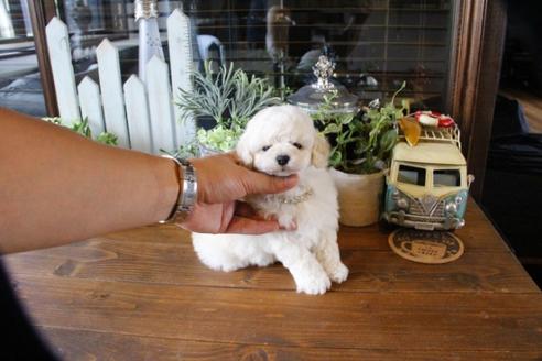 成約済の埼玉県のトイプードル-50178の2枚目