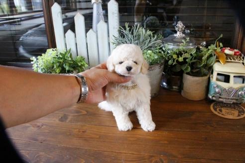 成約済の埼玉県のトイプードル-50178の3枚目