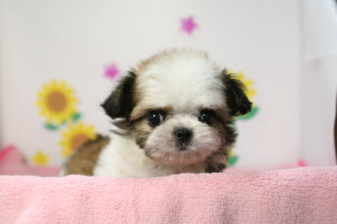 成約済の京都府のミックス犬-48803の3枚目