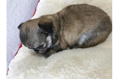 成約済の香川県のチワワ(ロングコート)-50186の1枚目