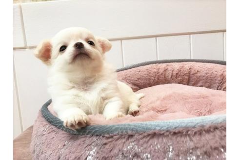 成約済の大阪府のチワワ(ロングコート)-50194の1枚目